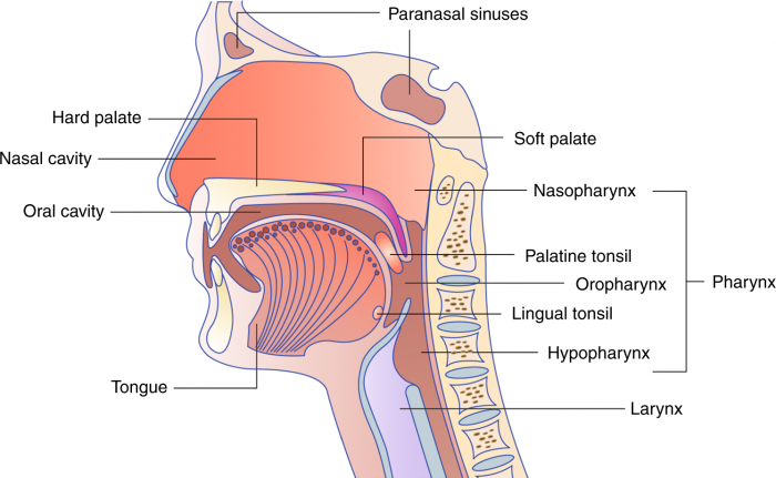 Oral HPV Overview | HPV Hub, LLC