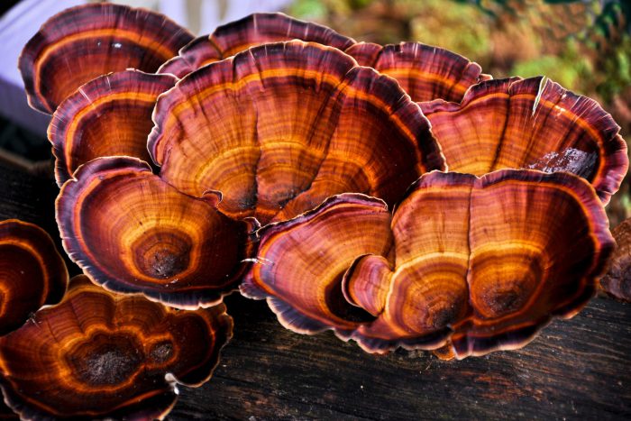 image of organic reishi mushrooms