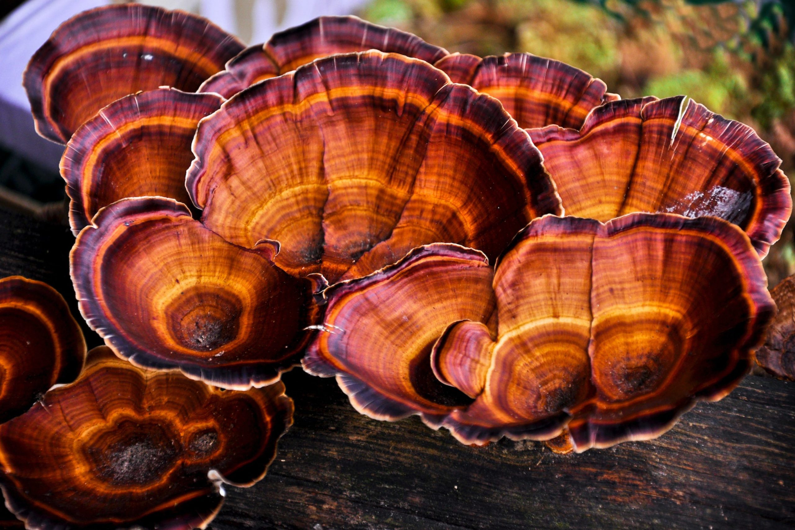 Benefits of Reishi Mushrooms HPV Hub, LLC