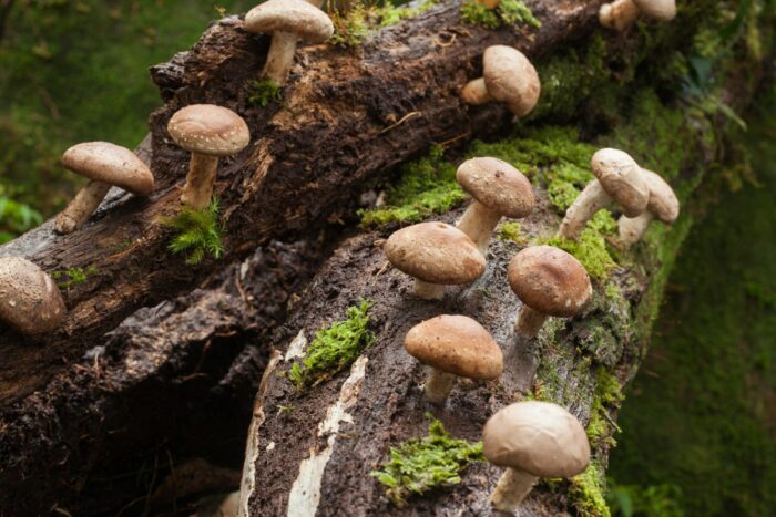 Image of shiitake mushrooms growing in nature